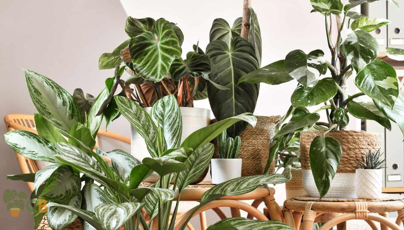 Philodendrons growing in a lounge