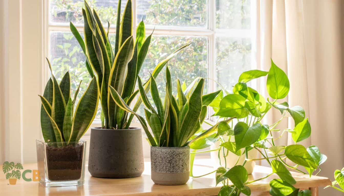 Snake Plants on a windowsill