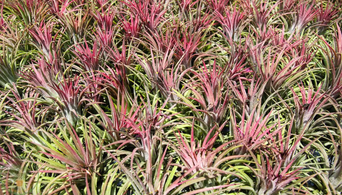 Tillandsia Air Plants growing outdoors