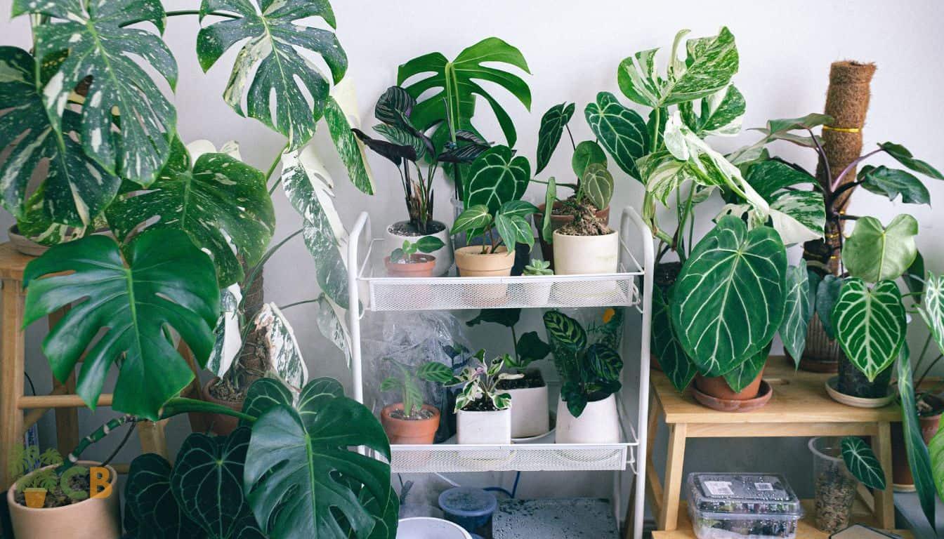 Various indoor plants arranged on an indoor patio