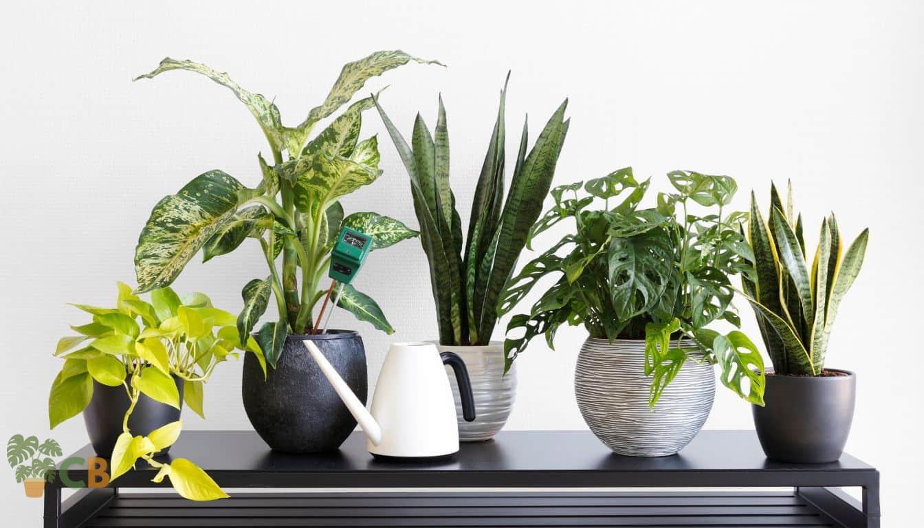 Various indoor plants that can grow in low light