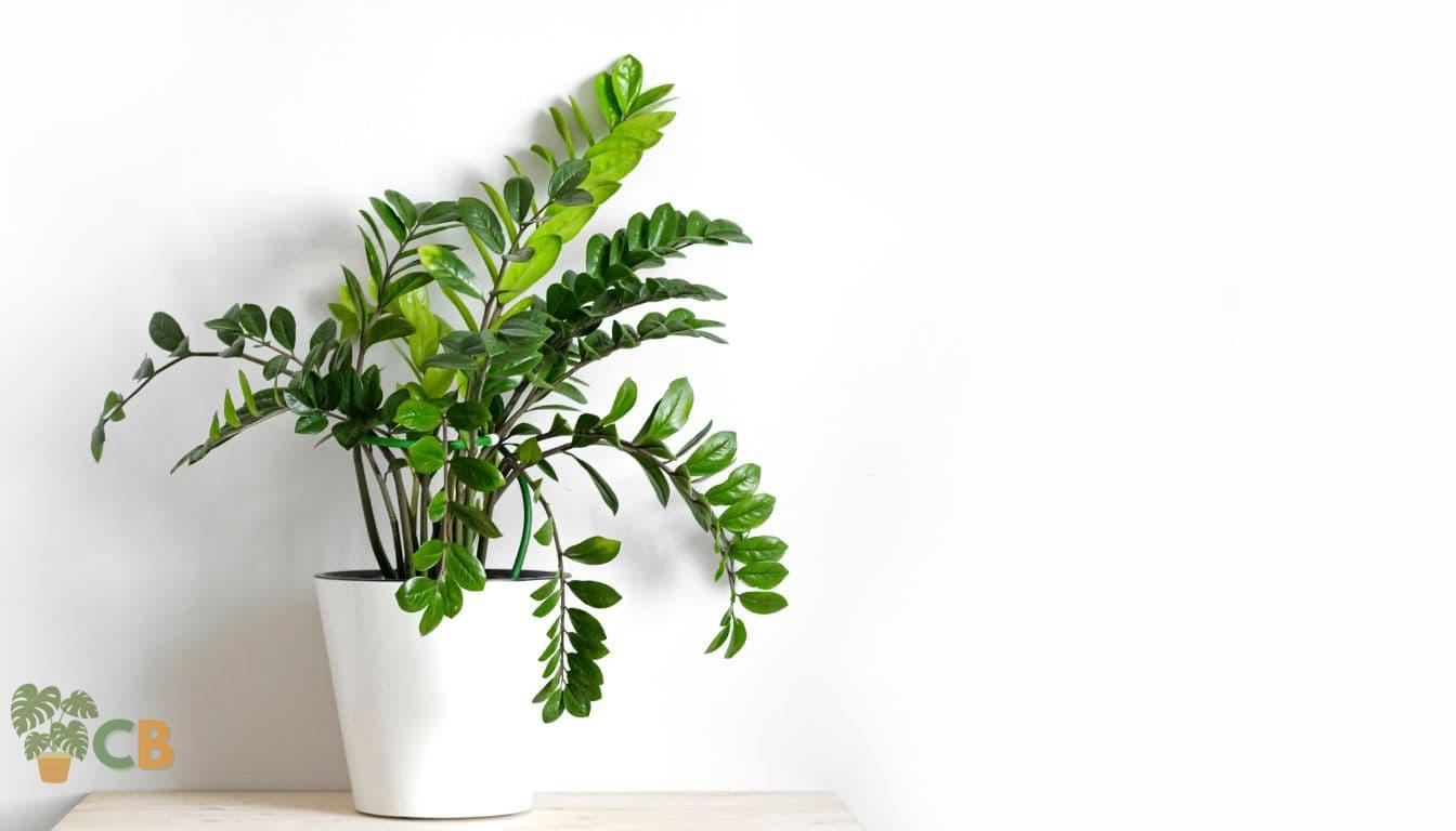 ZZ Plant in a white pot