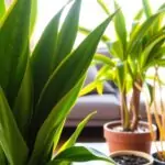 Why Is My Snake Plant Turning Yellow? Causes and Solutions.