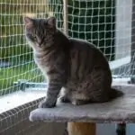 How to Cat-Proof a Balcony in 5 Easy Steps
