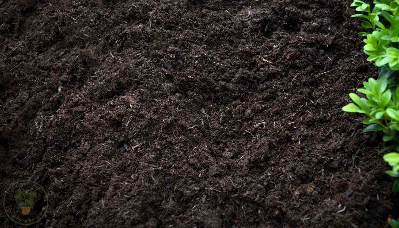 Mold free plant soil