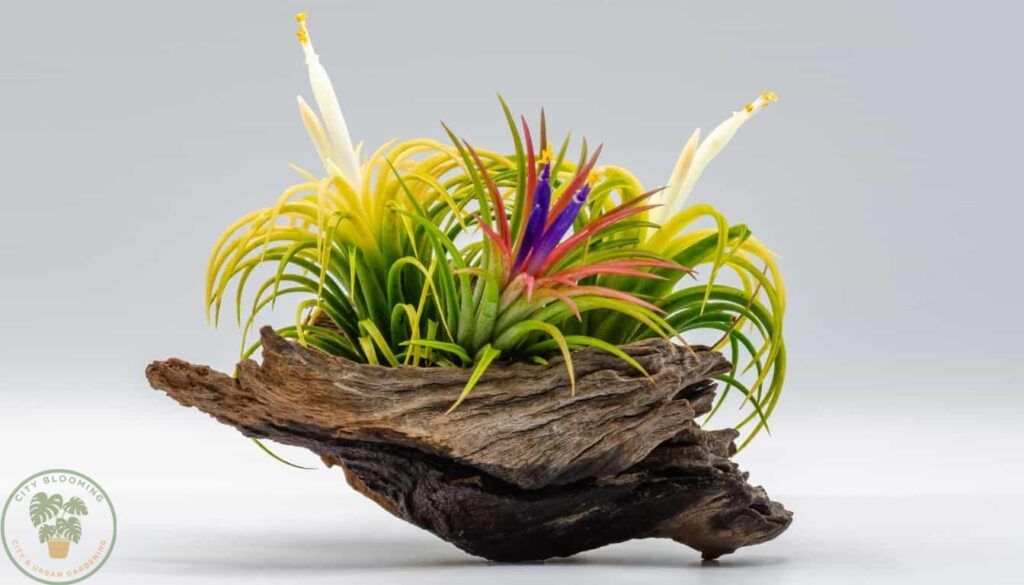 Beatiful air plant growing on a miniture log