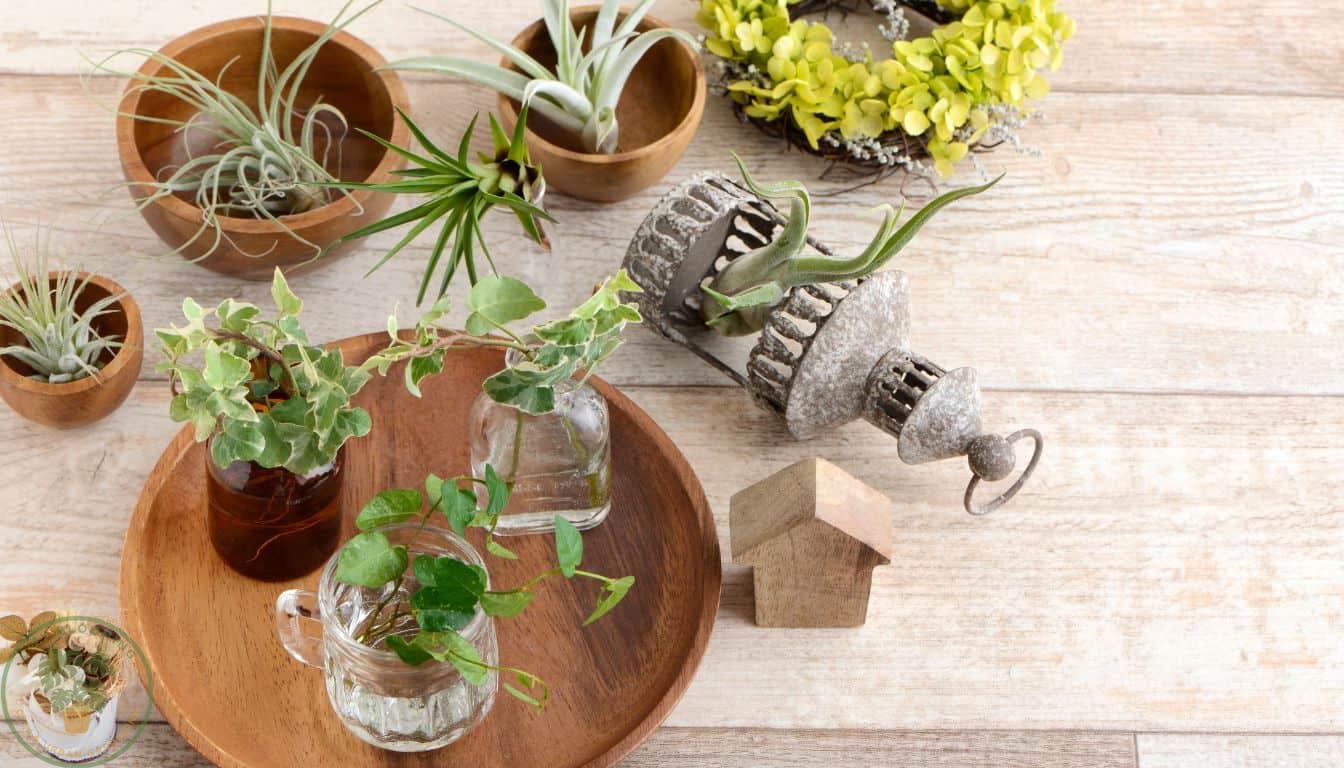 Creative air plant holders