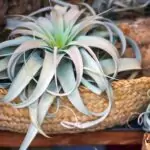 How to Water an Air Plant Correctly: A Simple Guide