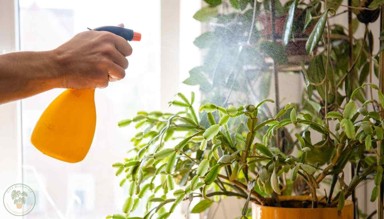 Misting Air Plants Technique