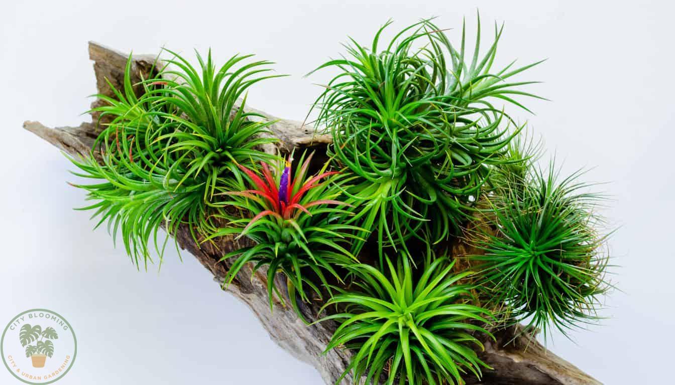 Post watering care - Air plant flowering on a log