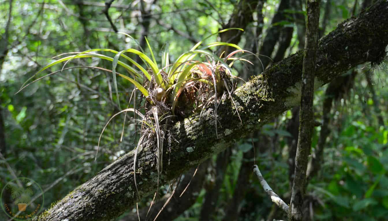 Tillandsia Air Plants in Natural Habitat