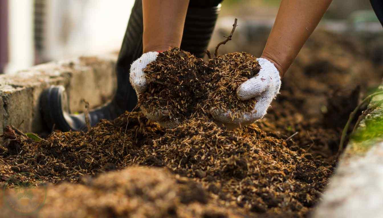 Plant Fertilization Techniques by composting