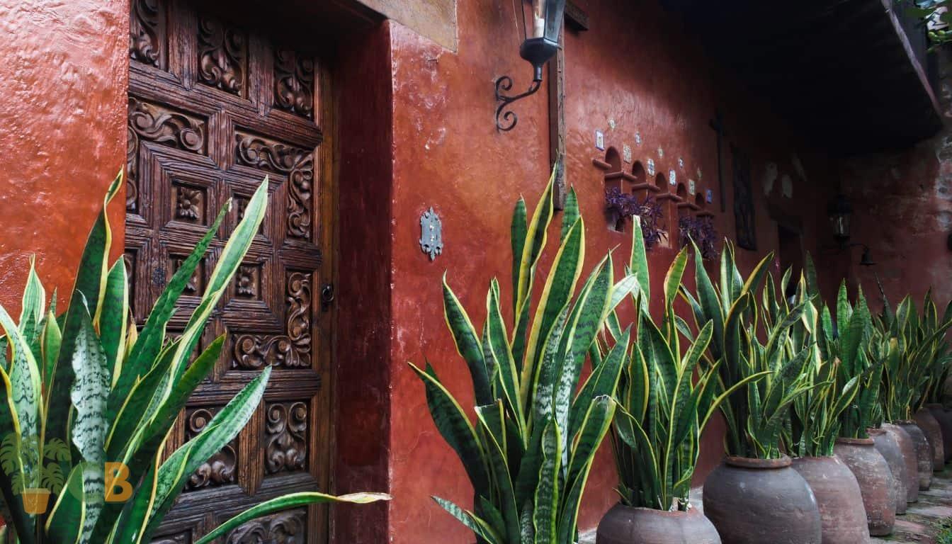 Watering of Snake Plants in pots outside old house