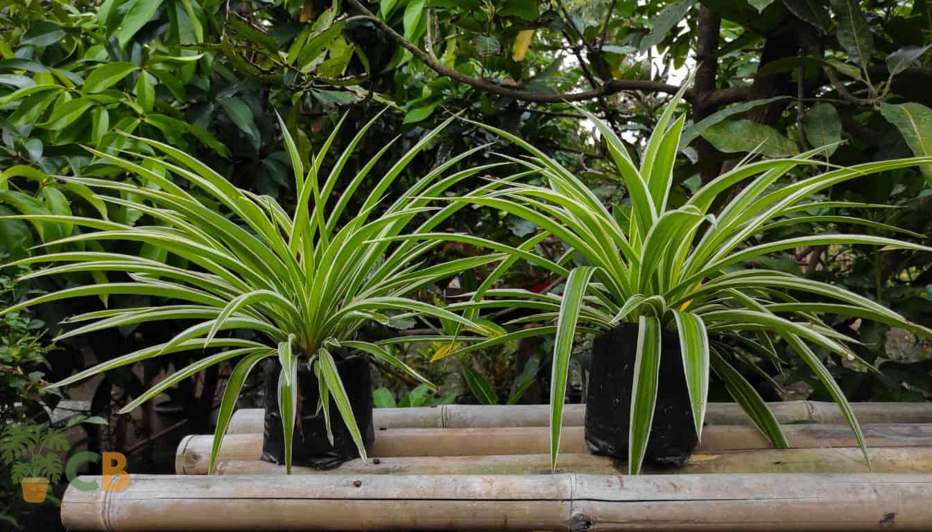Amazing Spider Plants
