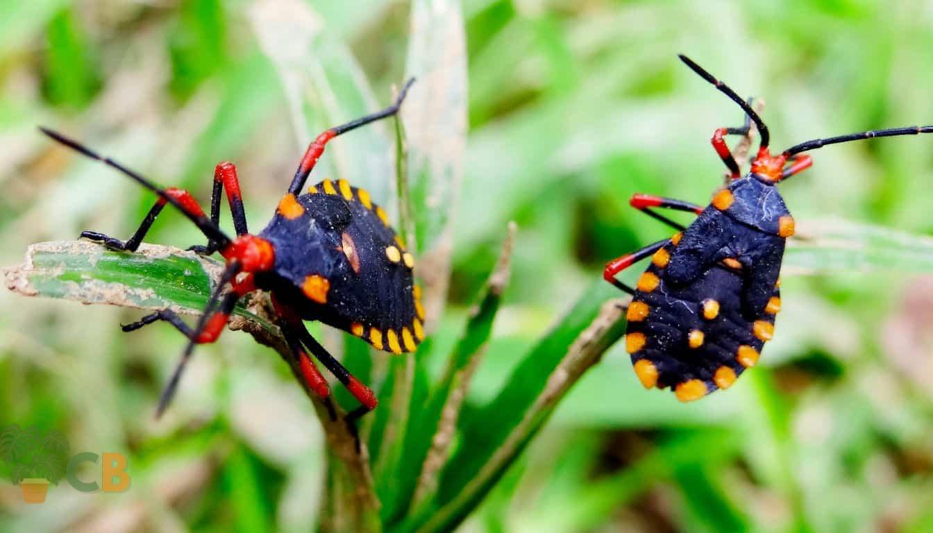 Indoor Plant Pest Myths