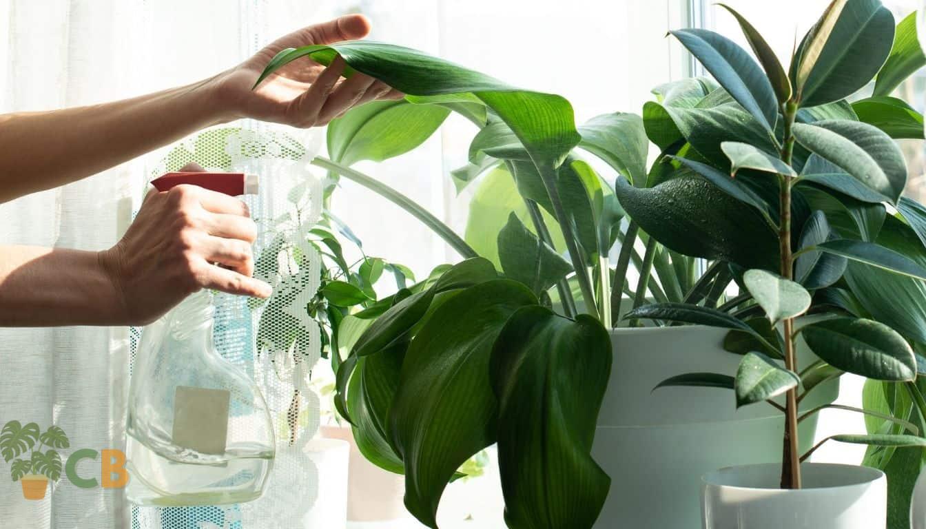 Indoor Plant Pest Prevention
